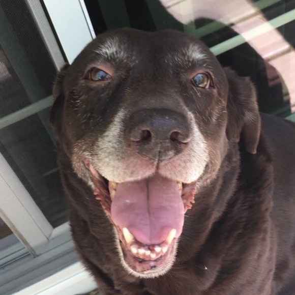 emalovesdogs